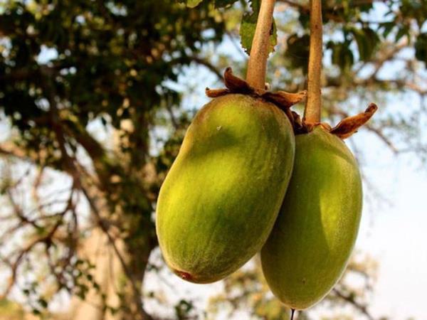 Baobab je plod afriškega drevesa življenja